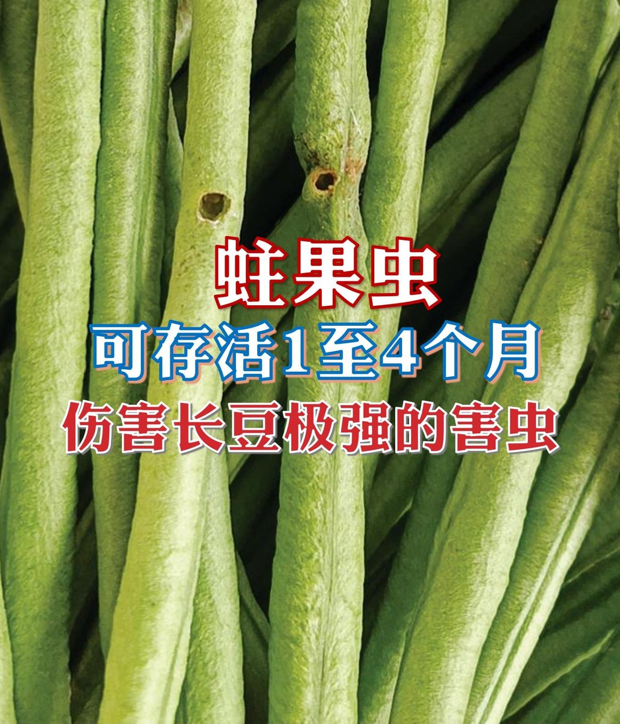 蛀果虫 伤害长豆极强的害虫 - 农牧世界