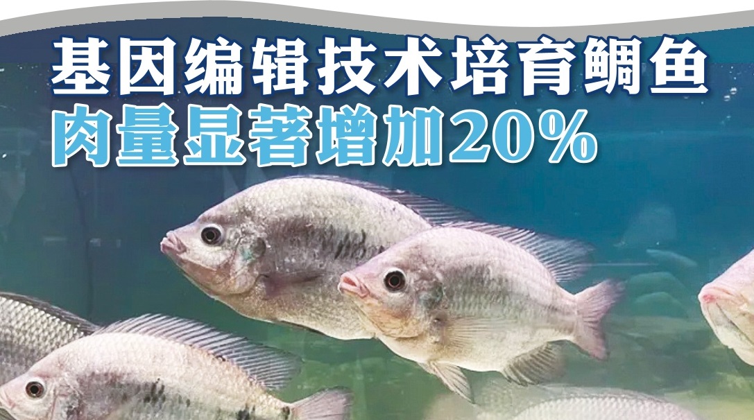 基因编辑技术培育鲷鱼 肉量显著增加20％ - 农牧世界