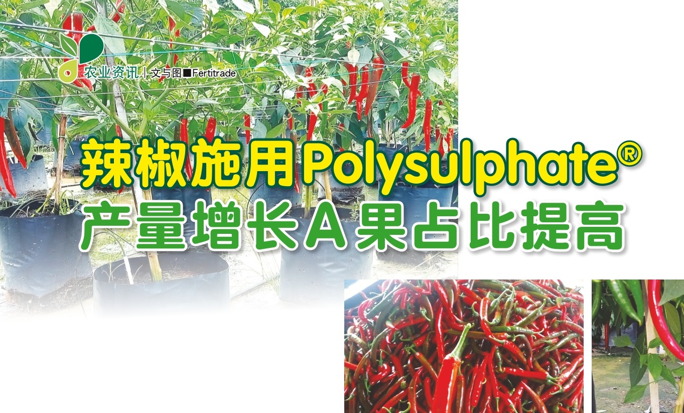 辣椒施用Polysulphate®  产量增长A果占比提高 - 农牧世界