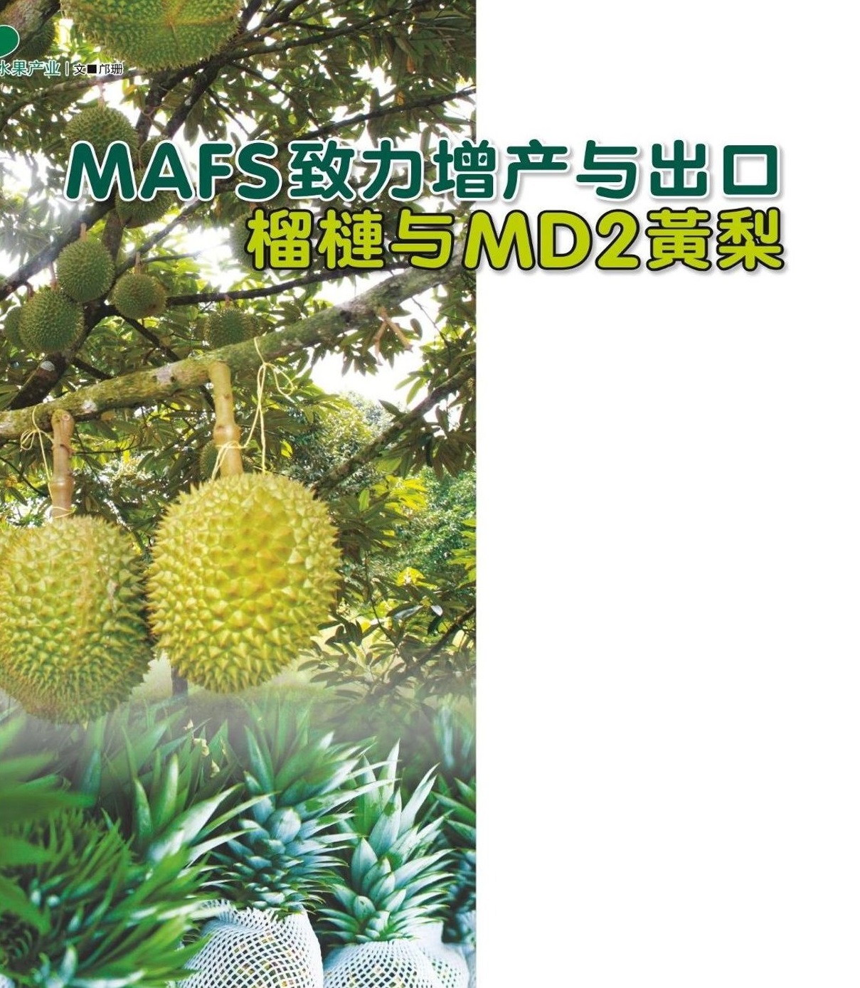 MAFS致力增产与出口 榴梿与MD2黄梨 - 农牧世界