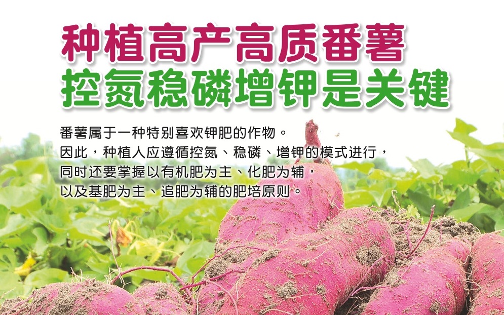 种植高产高质番薯  控氮稳磷增钾是关键 - 农牧世界