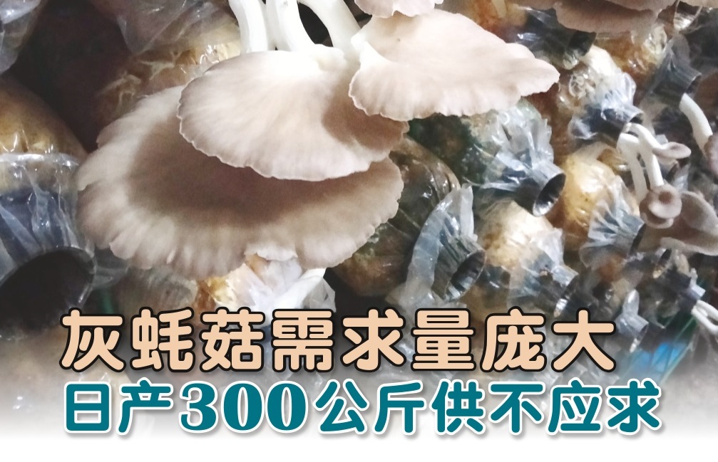 灰蚝菇需求量庞大  日产300公斤供不应求 - 农牧世界