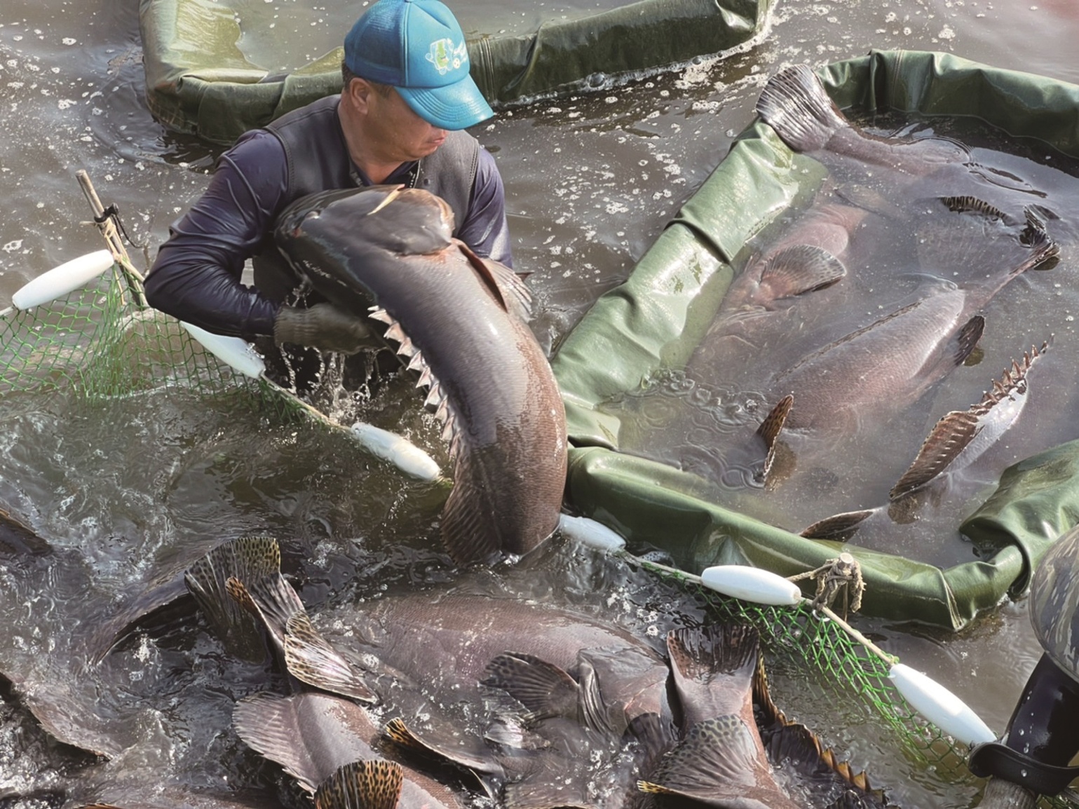 渔二代接手父亲鱼场  采用科技养殖龙胆石斑 - 农牧世界