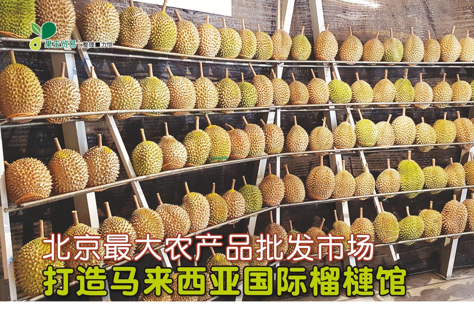 北京最大农产品批发市场 打造马来西亚国际榴梿馆 - 农牧世界