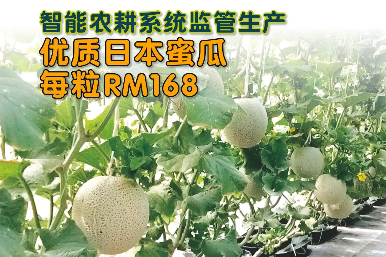 智能農耕系統監管生產  優質日本蜜瓜每粒RM168 - 农牧世界