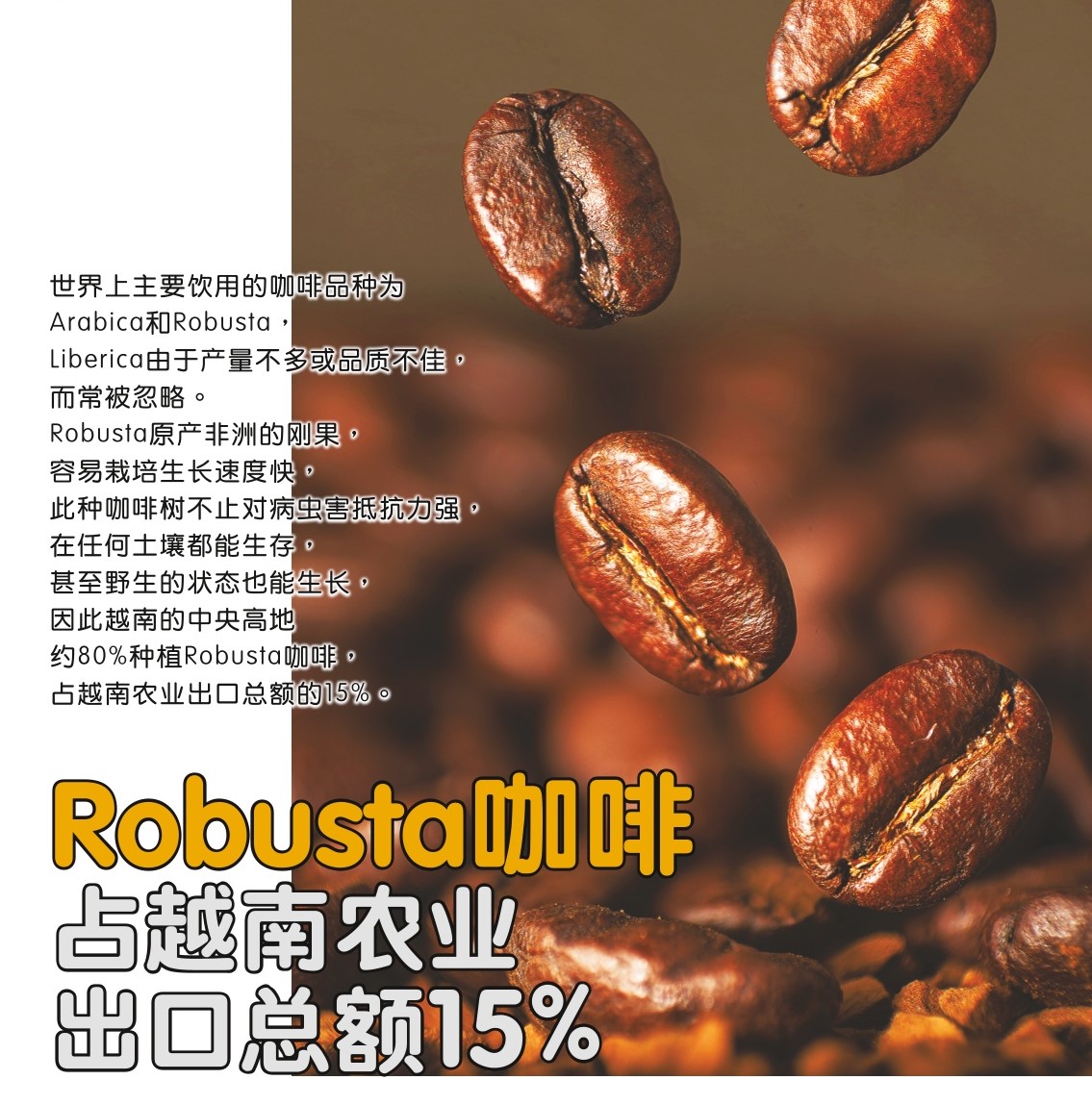 Robusta咖啡  占越南农业出口总额15% - 农牧世界