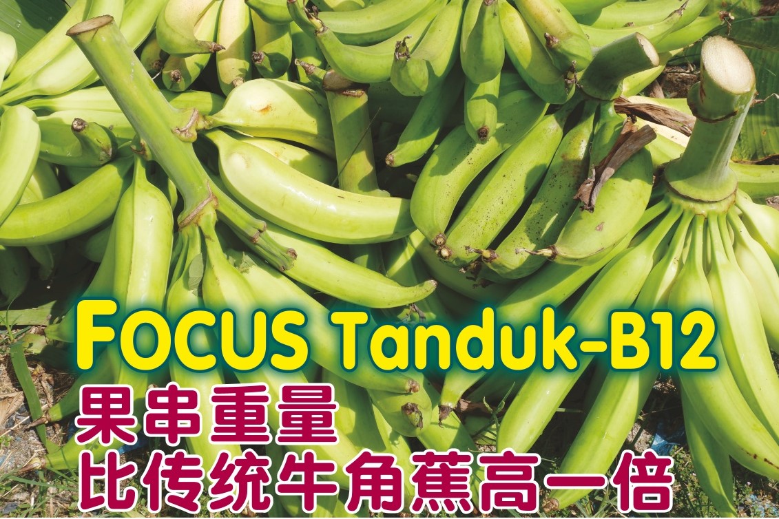 FOCUS Tanduk-B12  果串重量比传统牛角蕉高一倍 - 农牧世界