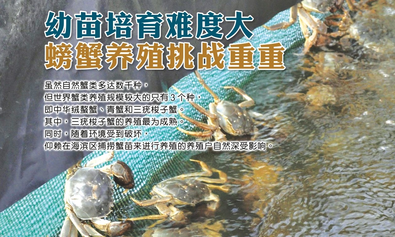 幼苗培育难度大  螃蟹养殖挑战重重 - 农牧世界