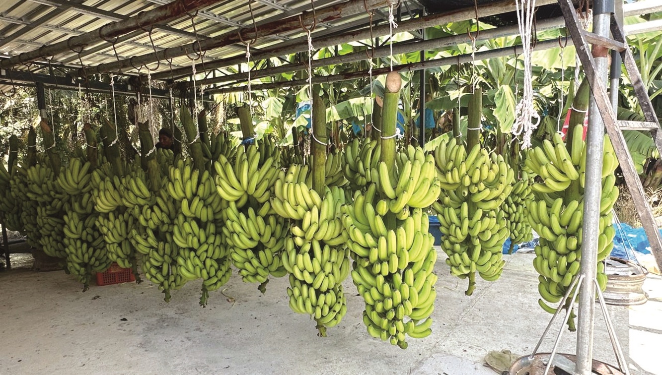农友与香蕉公司合作  高密度模式种Cavendish - 农牧世界