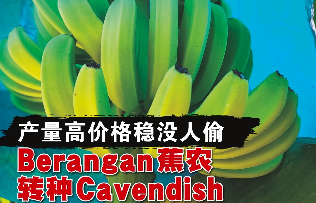 产量高价格稳没人偷  Berangan蕉农转种Cavendish - 农牧世界