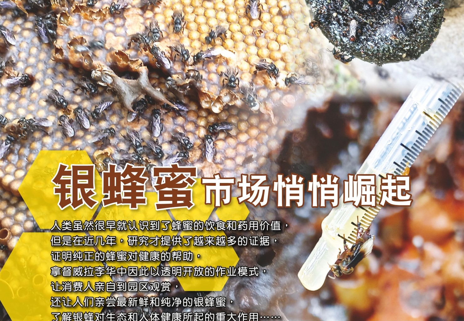 银蜂蜜市场悄悄崛起 - 农牧世界