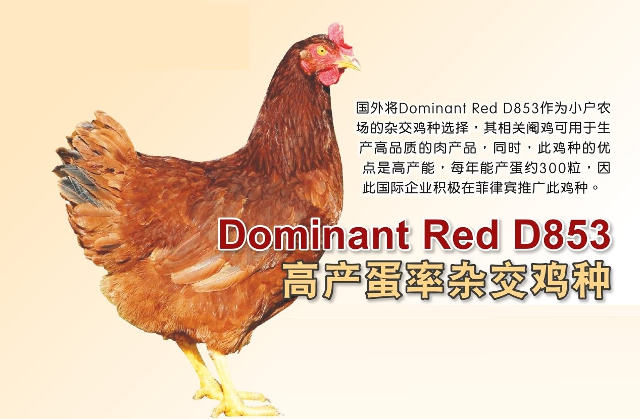 Dominant Red D853  高产蛋率杂交鸡种 - 农牧世界