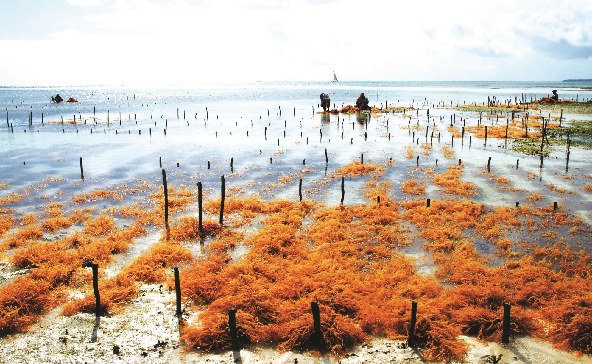 传统技艺配合现代创新  商业生产海藻极具前景 - 农牧世界