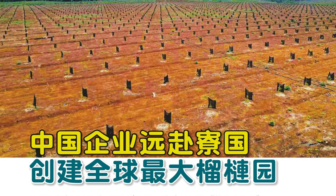 中国企业远赴寮国  创建全球最大榴梿园 - 农牧世界
