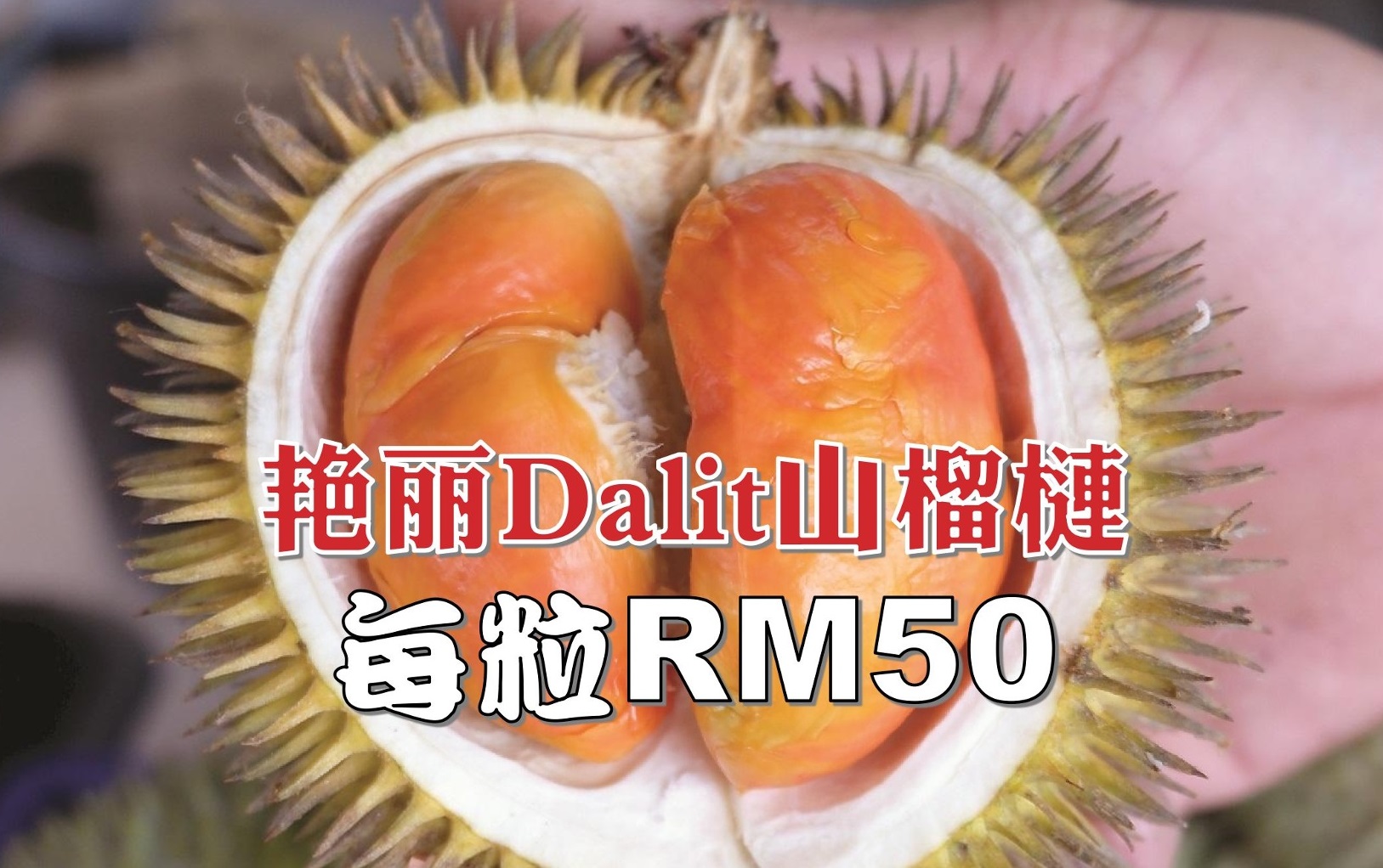 艳丽Dalit山榴梿每粒RM50 - 农牧世界