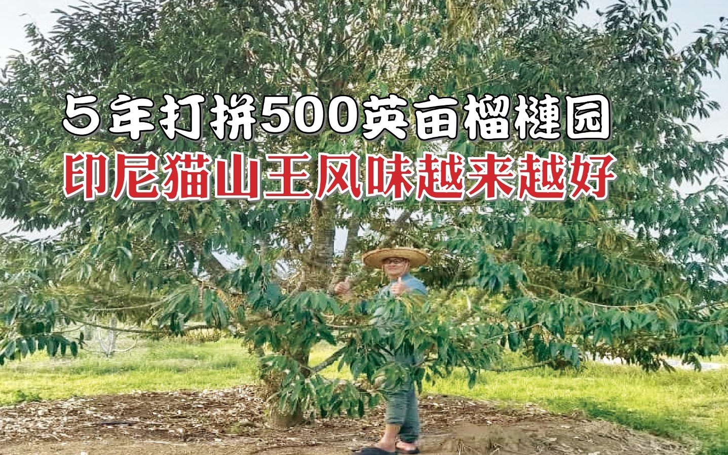 ５年打拼500英亩榴梿园  印尼猫山王风味越来越好 - 农牧世界