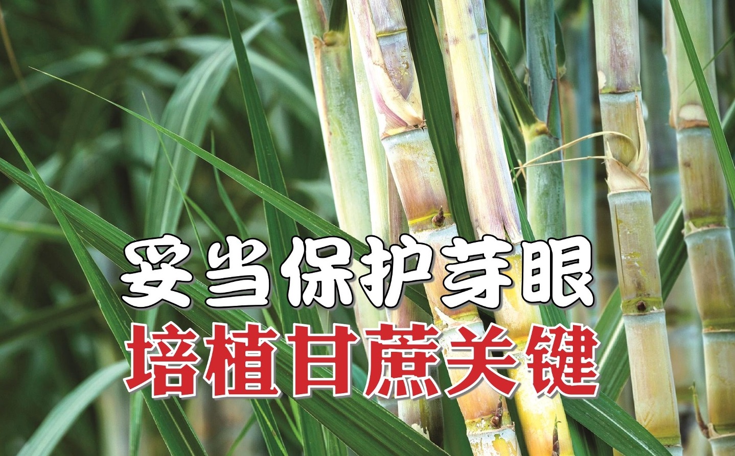 妥当保护芽眼  培植甘蔗关键 - 农牧世界