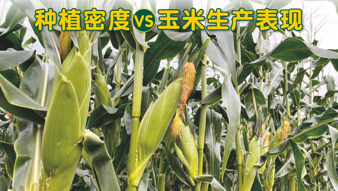 种植密度VS玉米生产表现 - 农牧世界