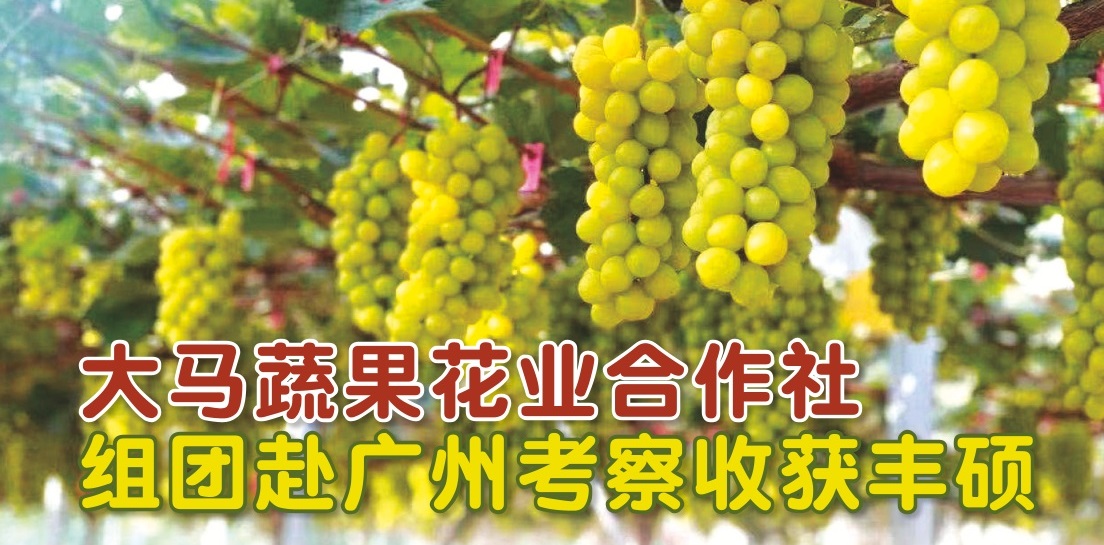大马蔬果花业合作社  组团赴广州考察收获丰硕 - 农牧世界