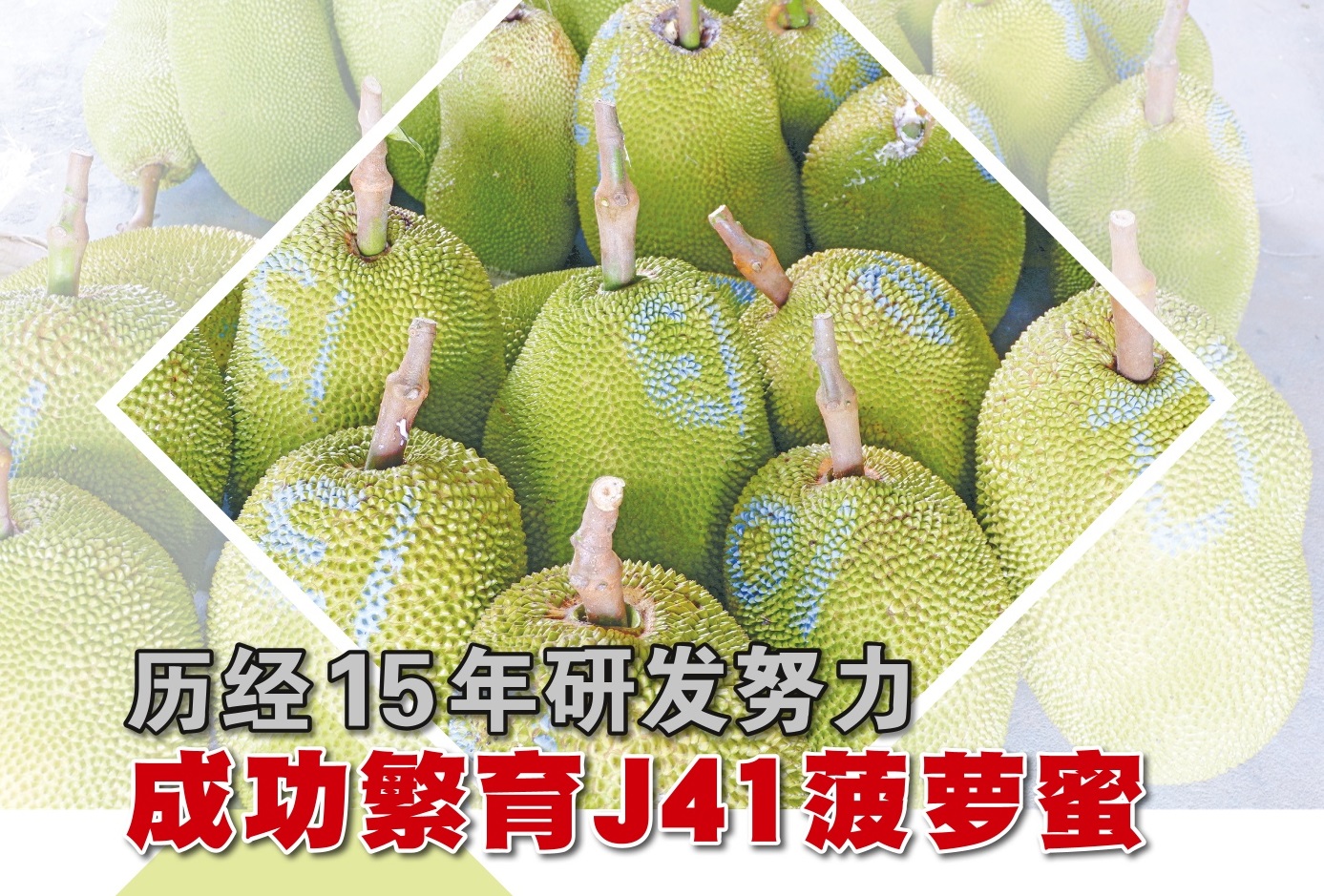 历经15年研发努力  成功繁育J41菠萝蜜 - 农牧世界