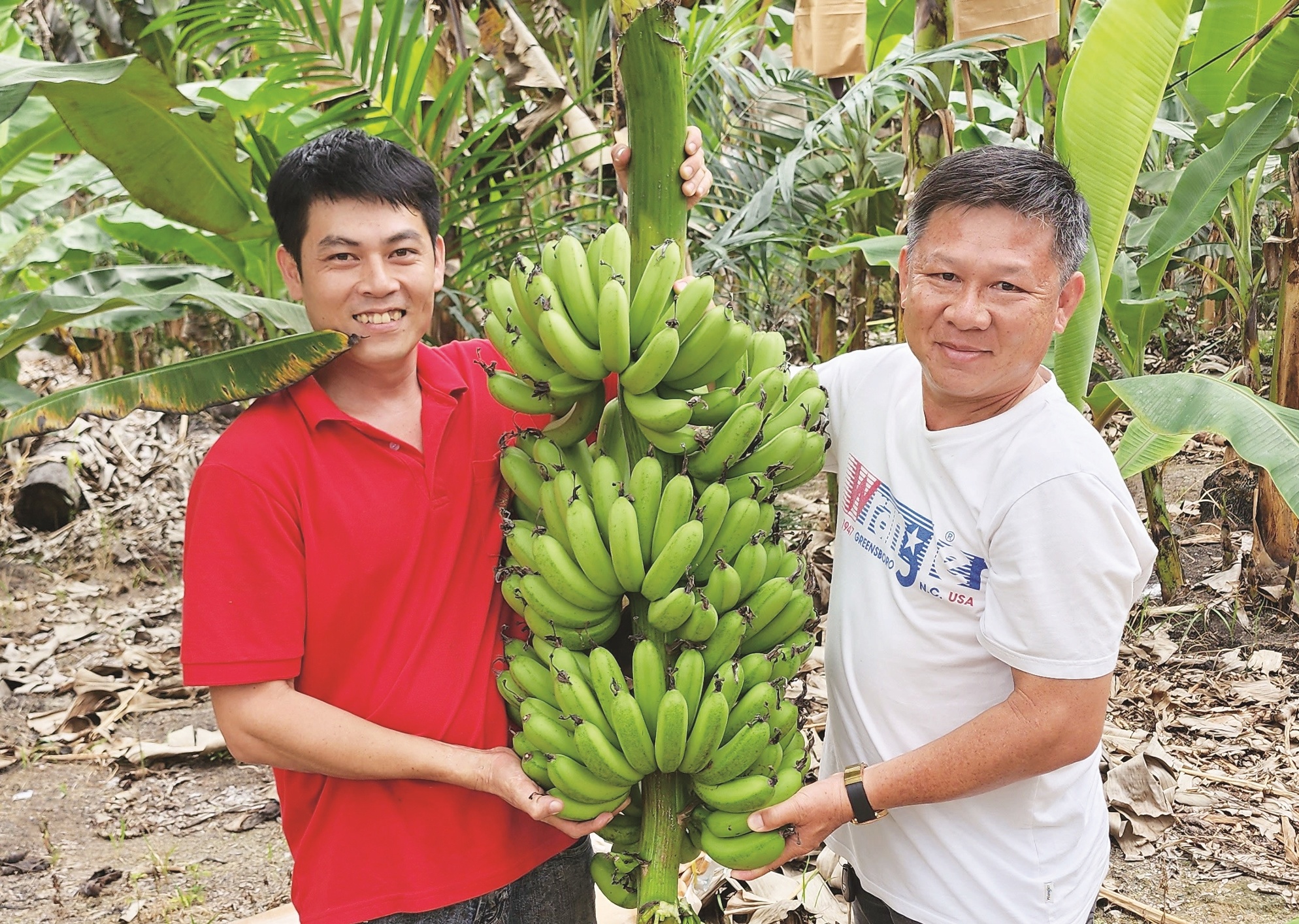 市场大缺Berangan  收果商提高园边价 - 农牧世界