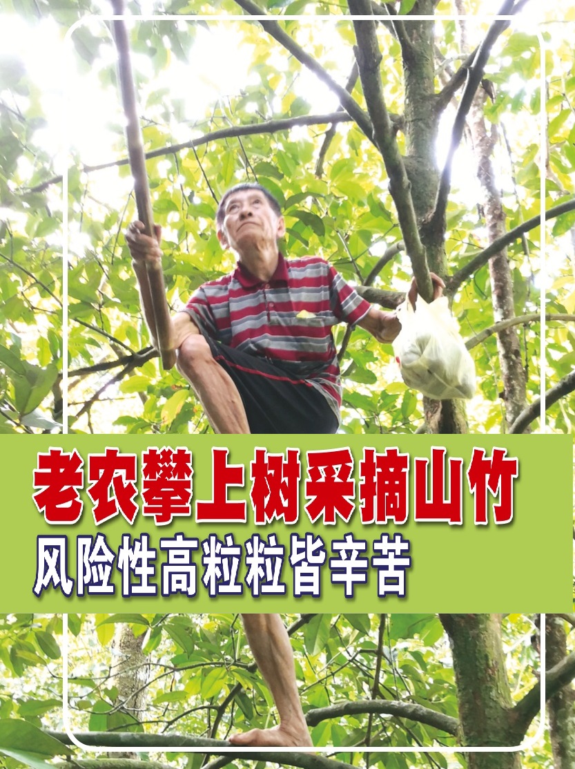 老农攀上树采摘山竹  风险性高粒粒皆辛苦 - 农牧世界