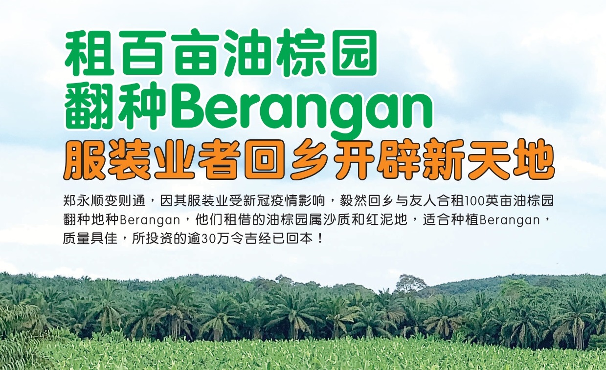 租百亩油棕园  翻种Berangan 服装业者回乡开辟新天地 - 农牧世界