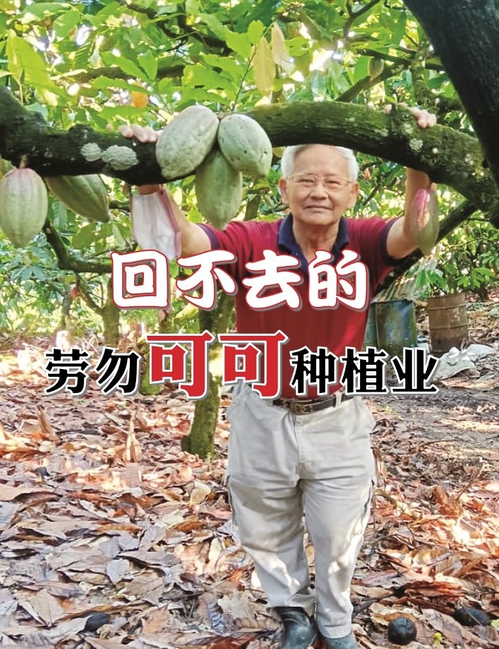 回不去的劳勿可可种植业 - 农牧世界