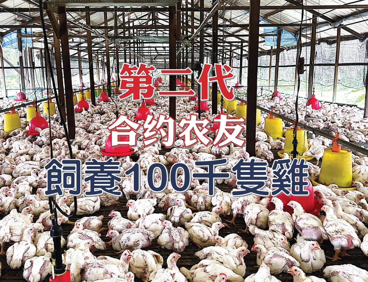 第二代合约农友  饲养100千只鸡 - 农牧世界