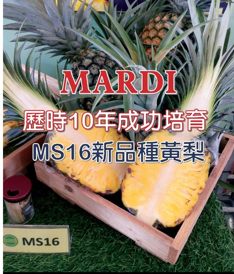 MARDI历时10年成功  培育MS16新品种黄梨 - 农牧世界