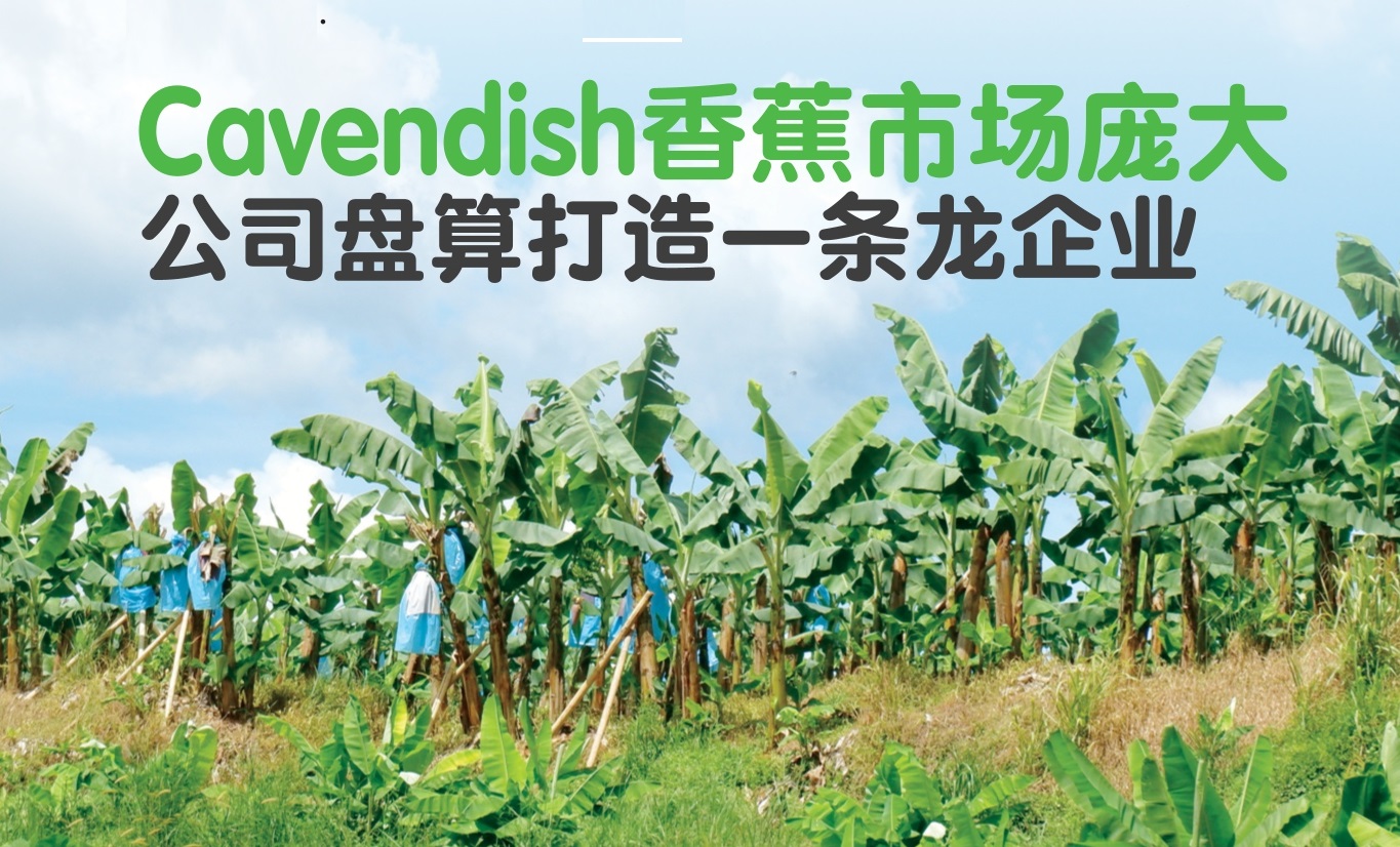 Cavendish香蕉市场庞大  公司盘算打造一条龙企业 - 农牧世界