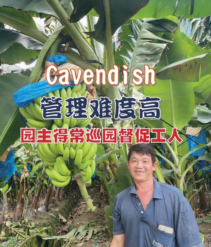 Cavendish管理难度高  园主得常巡园督促工人 - 农牧世界