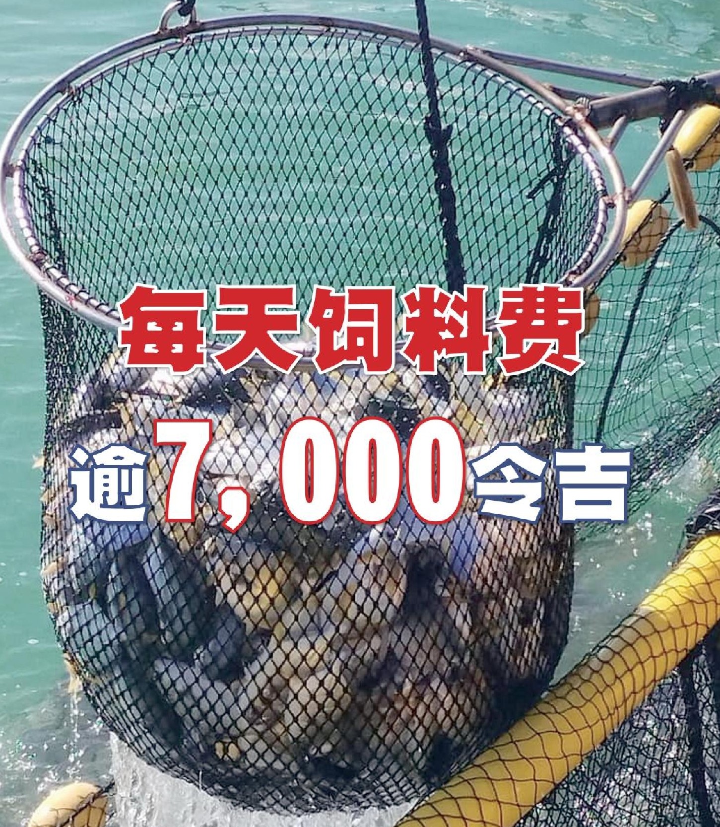 依据鱼只成长需求投喂  每天饲料费逾7,000令吉 - 农牧世界