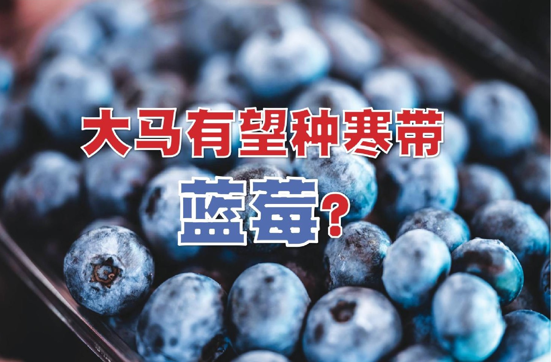 大马有望种寒带蓝莓？ - 农牧世界