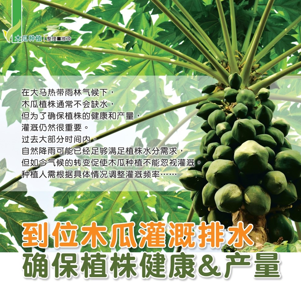 到位木瓜灌溉排水  确保植株健康产量 - 农牧世界