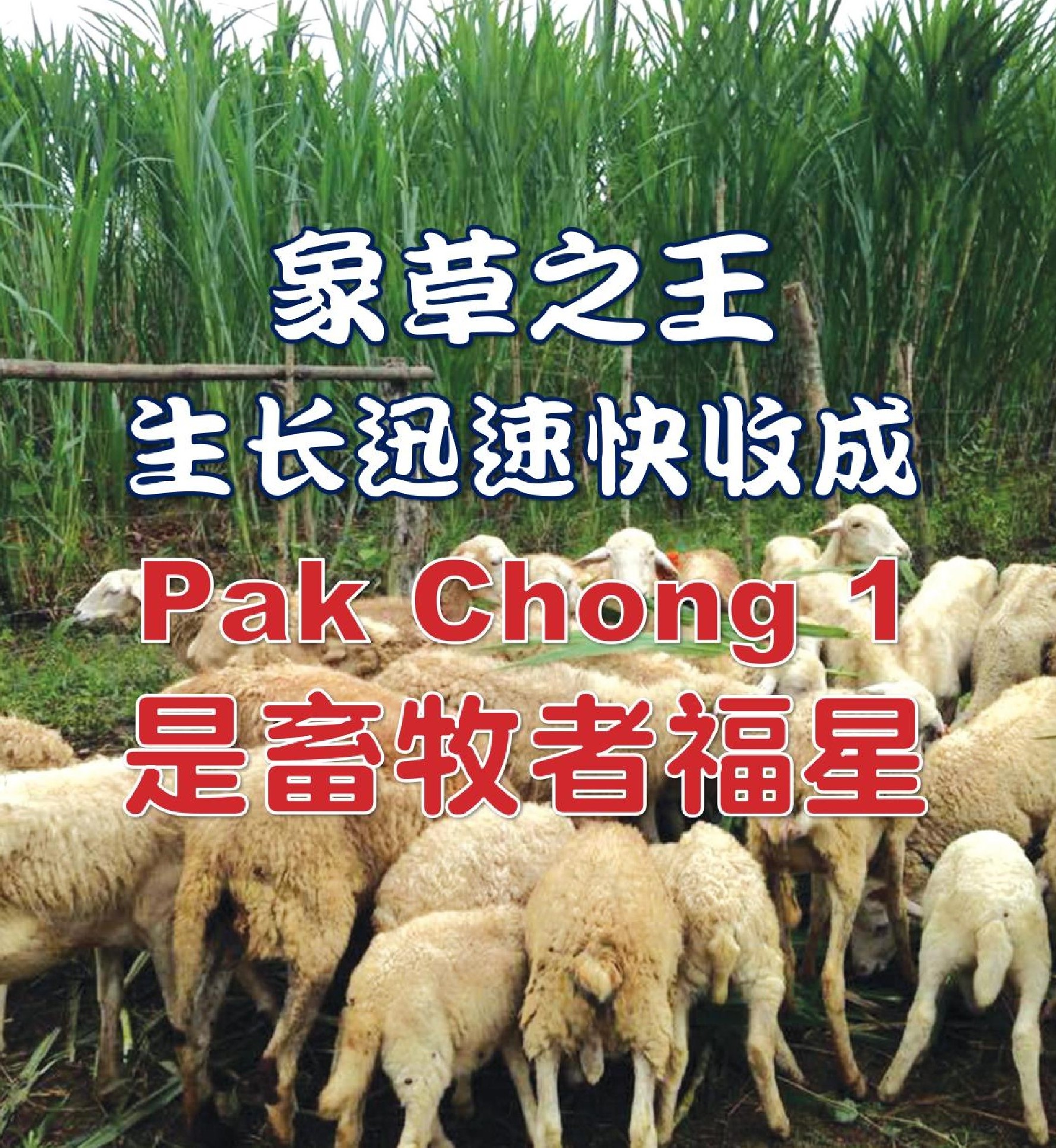 象草之王生长迅速快收成  Pak Chong 1是畜牧者福星 - 农牧世界