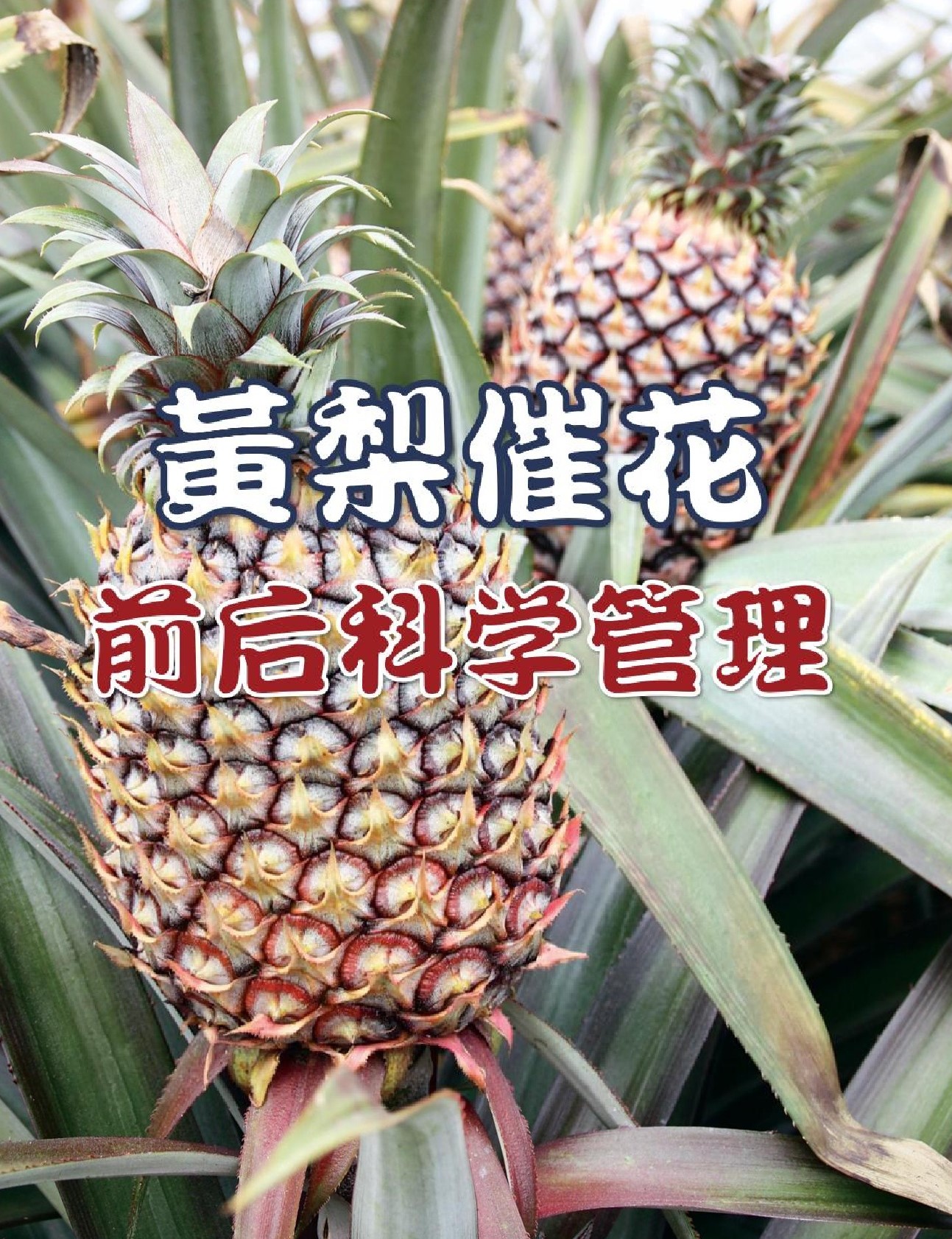 黄梨催花前后科学管理  增加果实产量和品质 - 农牧世界