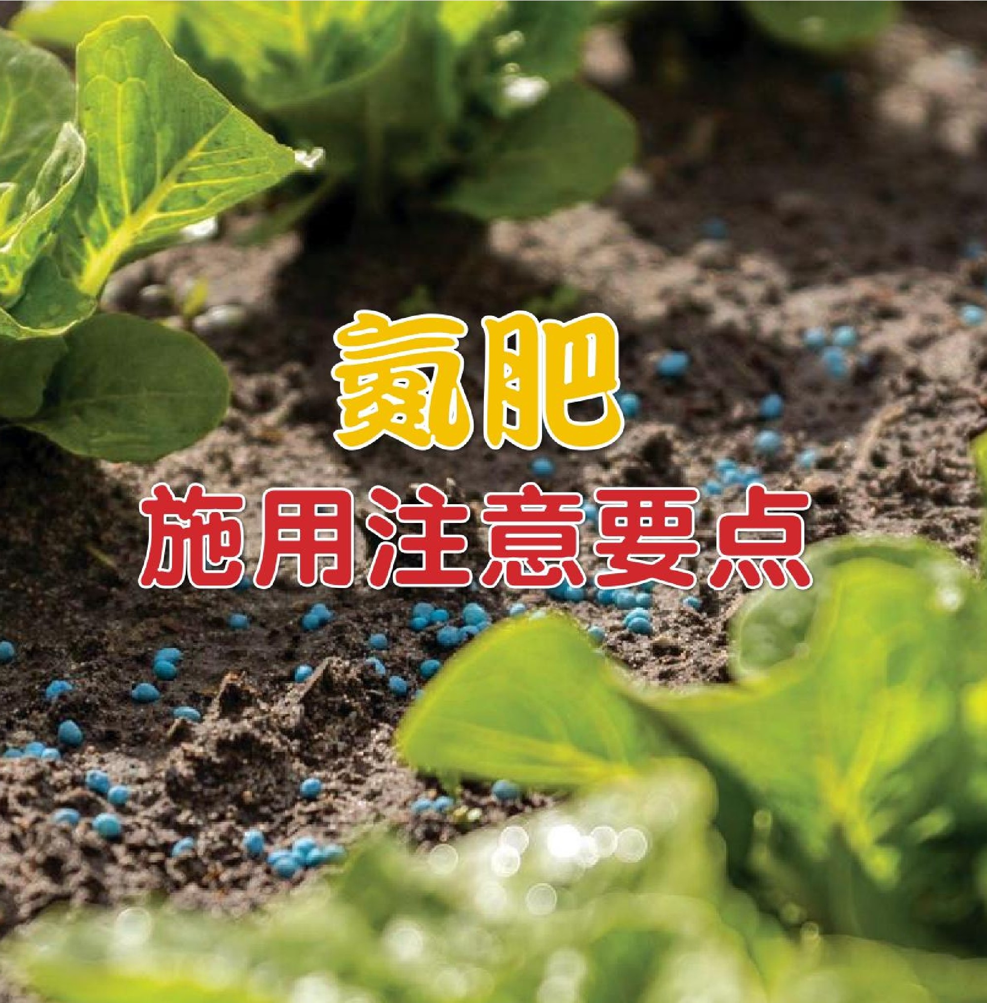 氮肥施用注意要点 - 农牧世界