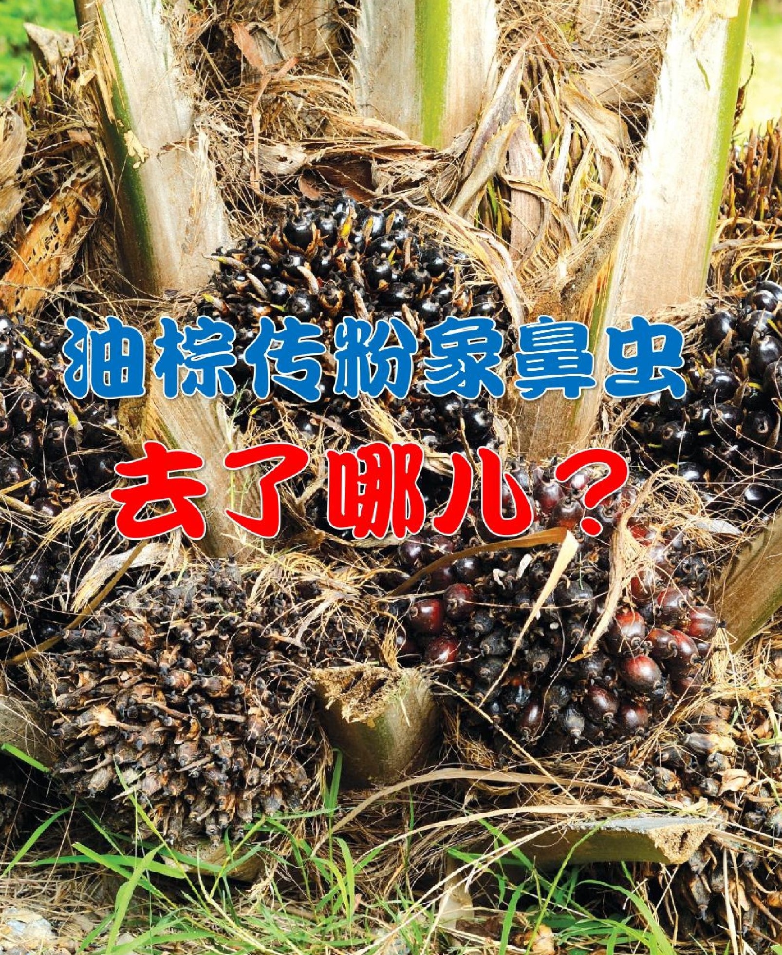 油棕传粉象鼻虫去了哪儿？ - 农牧世界