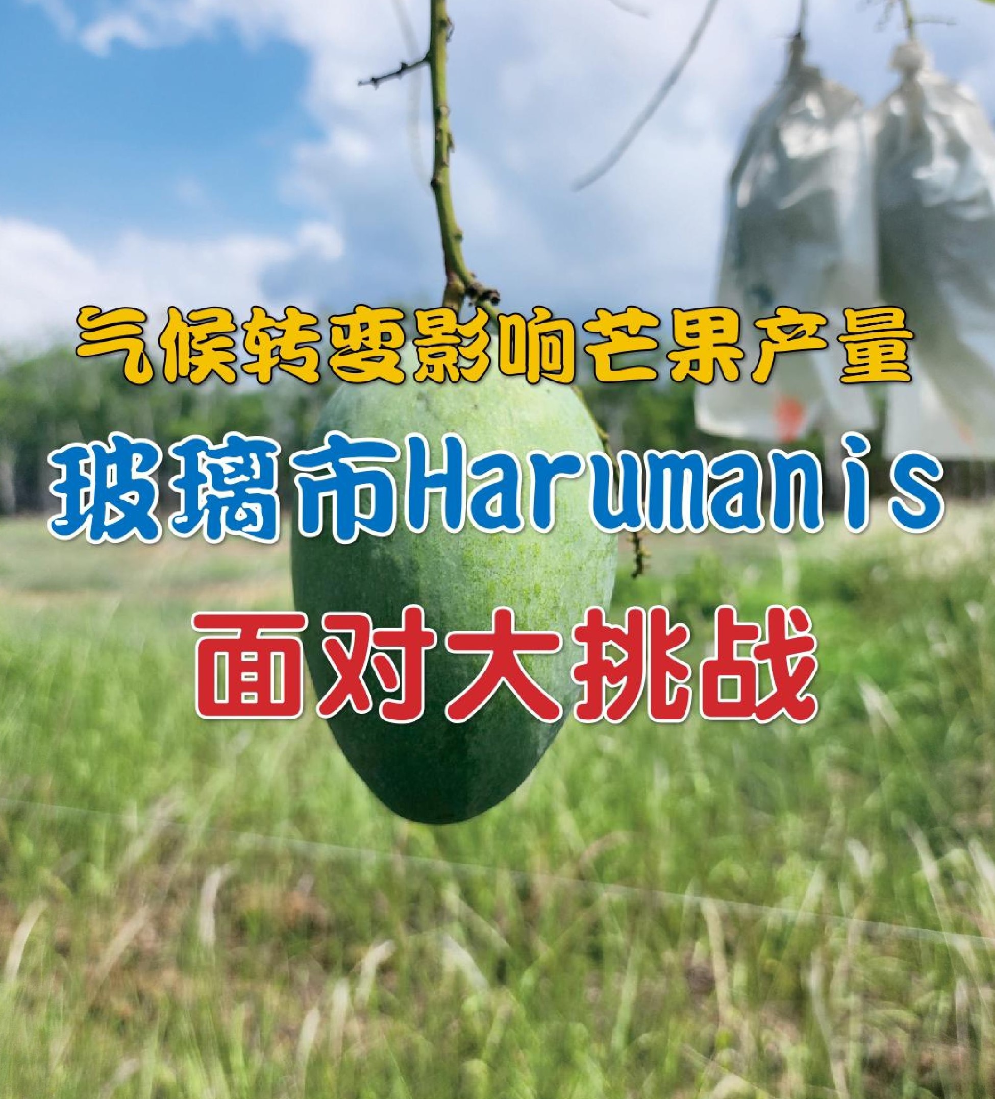 气候转变影响芒果产量  玻璃市Harumanis面对大挑战 - 农牧世界