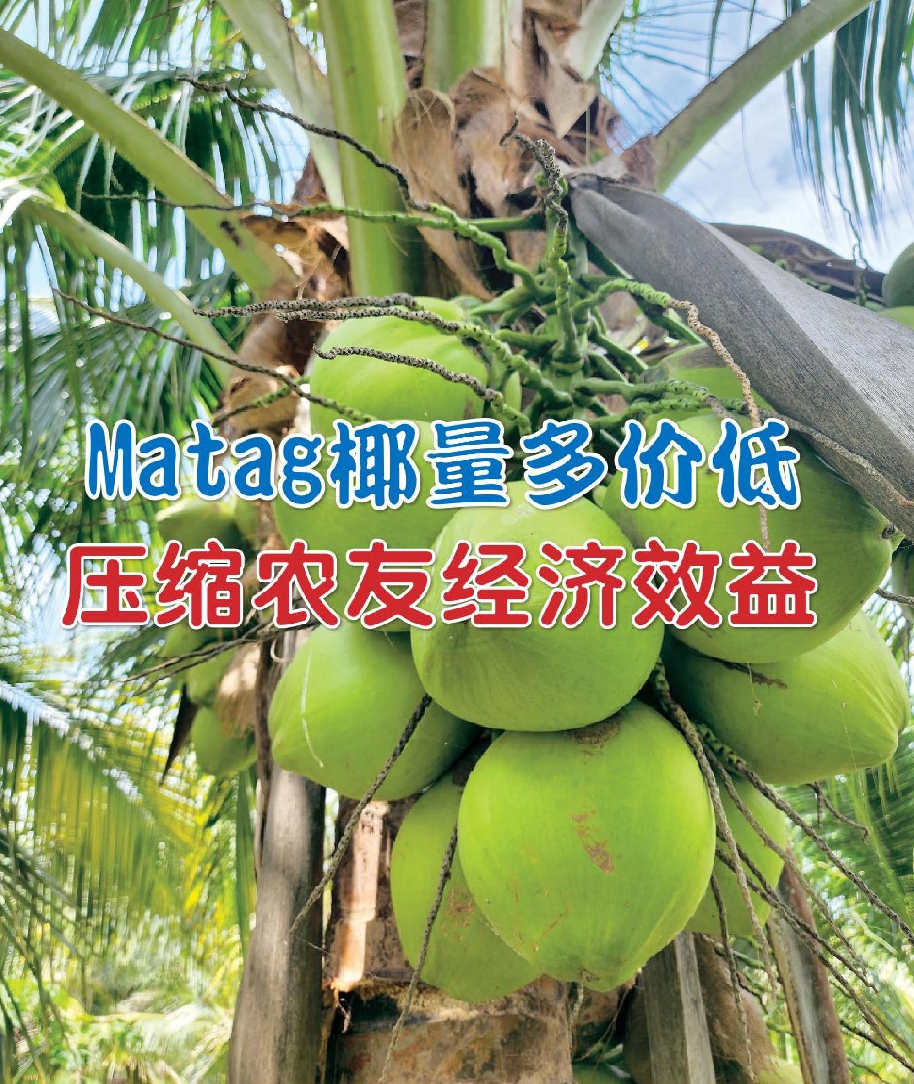 Matag椰量多价低  压缩农友经济效益 - 农牧世界