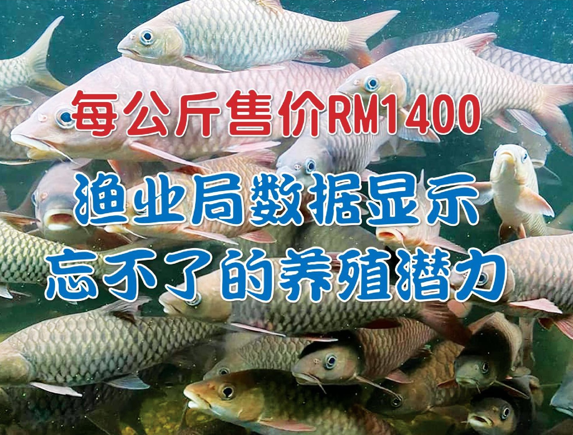 每公斤售价RM1,400  渔业局数据显示 忘不了的养殖潜力 - 农牧世界