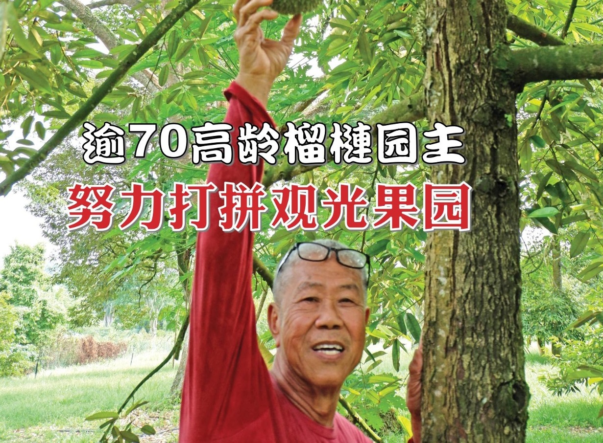 努力打拼老樹榴槤觀光果園  吸引國外游客紛至品嚐果王 - 农牧世界