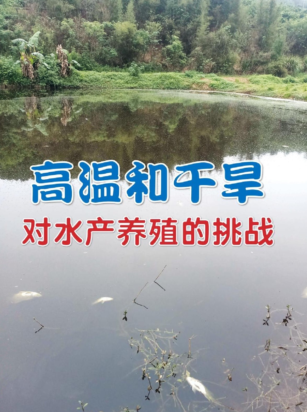 高温和干旱对水产养殖的挑战 - 农牧世界