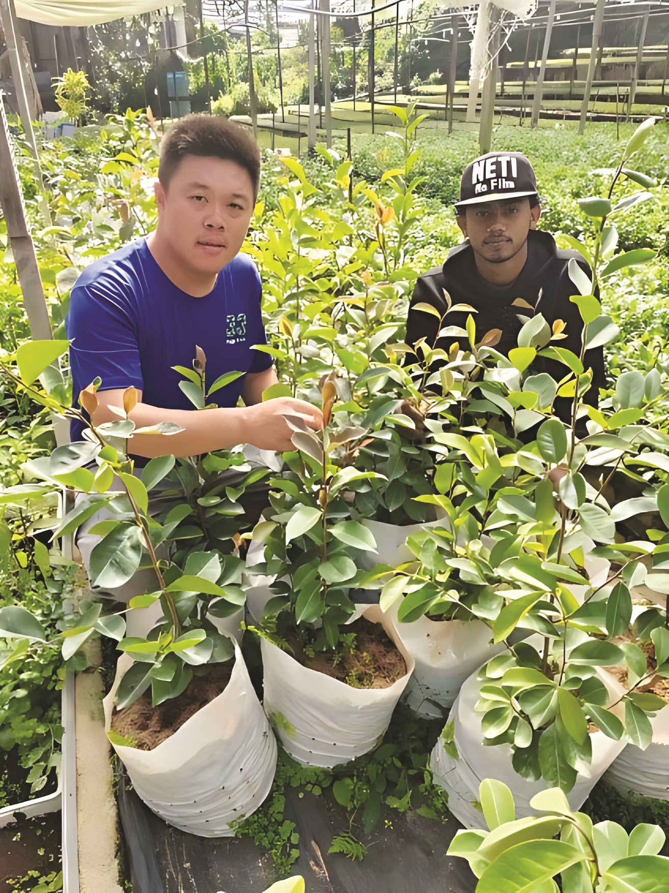 马中花卉科技合作取得丰硕成果   多季开花茶花获新品种授权 - 农牧世界