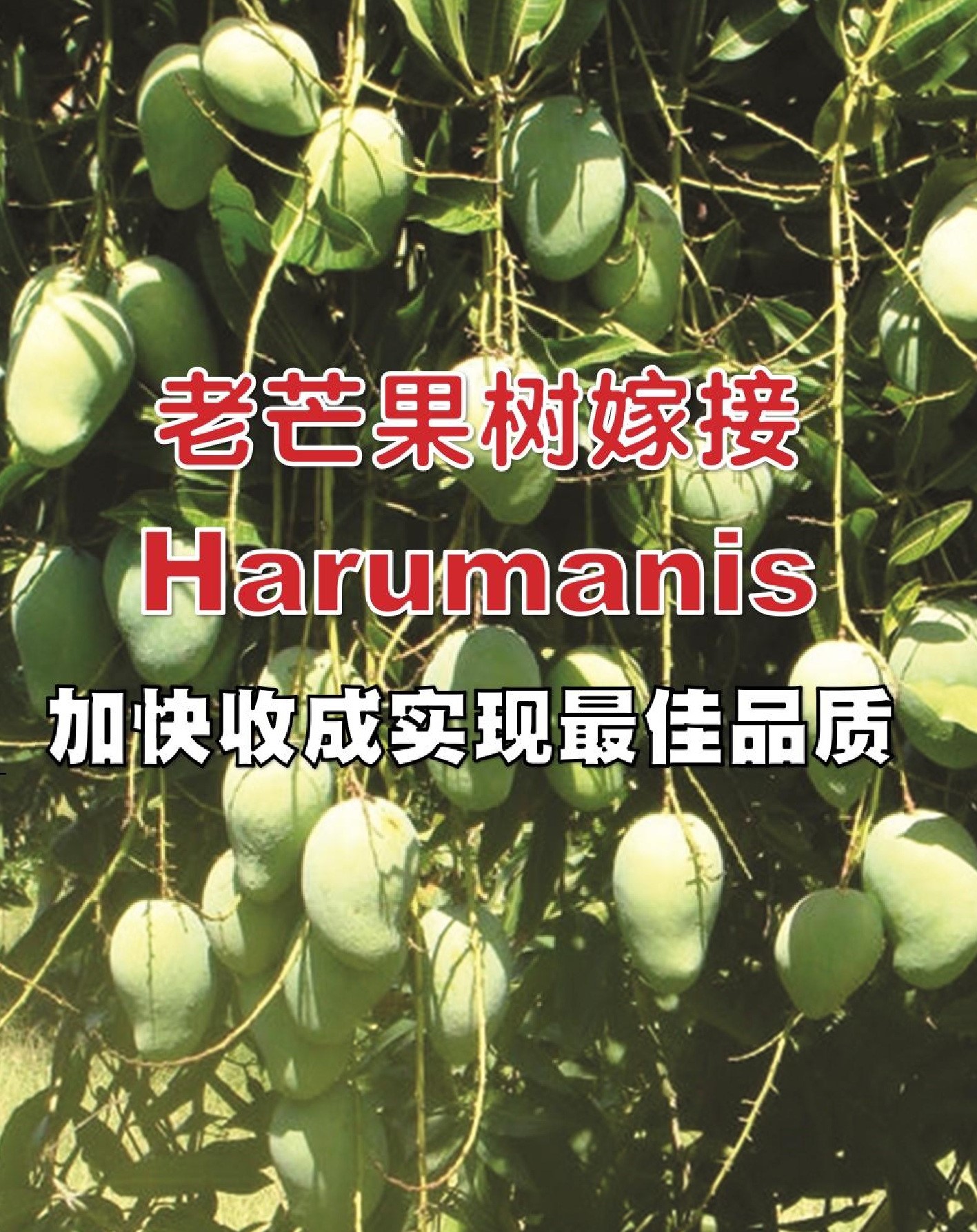 老芒果树嫁接Harumanis  加快收成并实现最佳品质 - 农牧世界