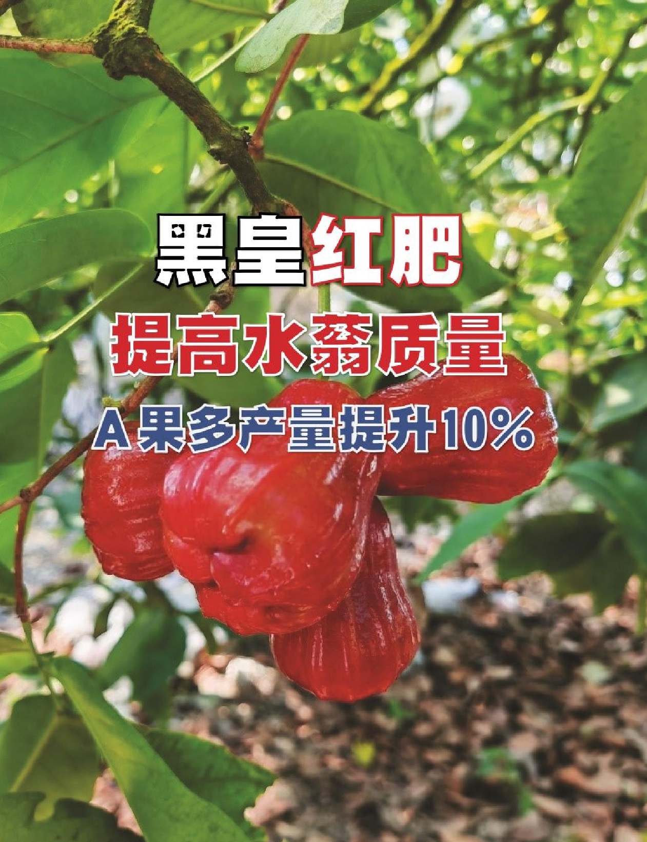 黑皇红肥提高水蓊质量  Ａ果多产量提升10％ - 农牧世界