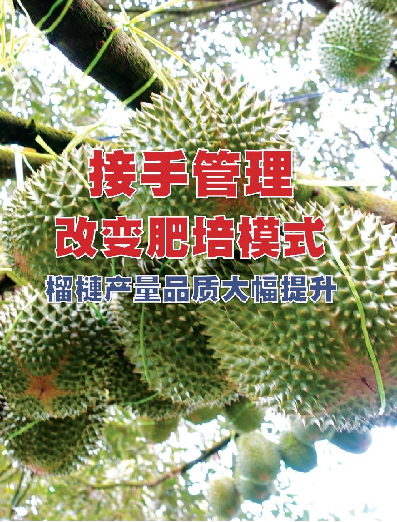 接手管理改变肥培模式  榴梿产量＆品质大幅提升 - 农牧世界