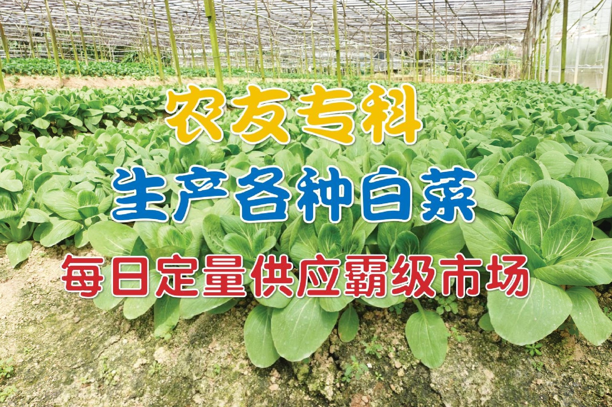 农友专科生产各种白菜  每日定量供应霸级市场 - 农牧世界