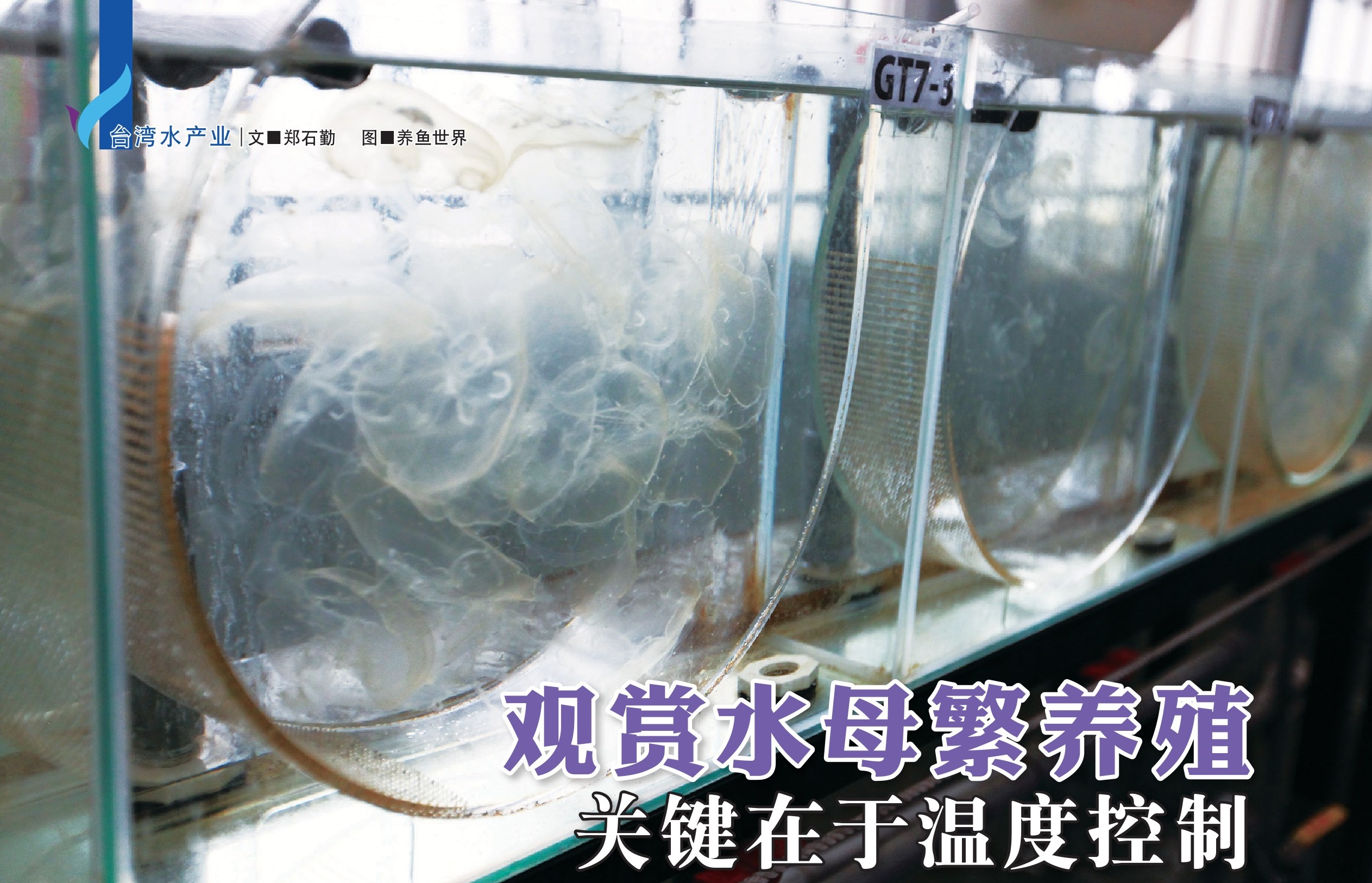 观赏水母  繁养殖关键在于温度控制 - 农牧世界
